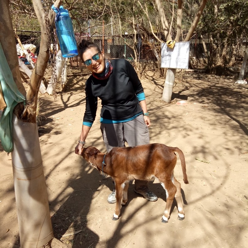 Animal Aid Udaipur – Vegetarian Peru Adventures Blog