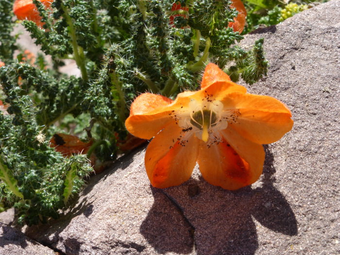 Peruvian Wildflower - Vegetarian Peru Adventures