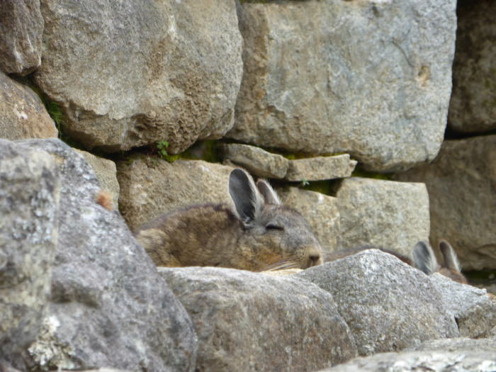 Chinchilla - Vegetarian Peru Adventures