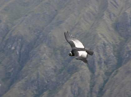 Andean Condor - Vegetarian Peru Adventures