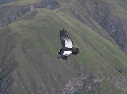 Condor at Chonta in Peru - Vegetarian Peru Adventures
