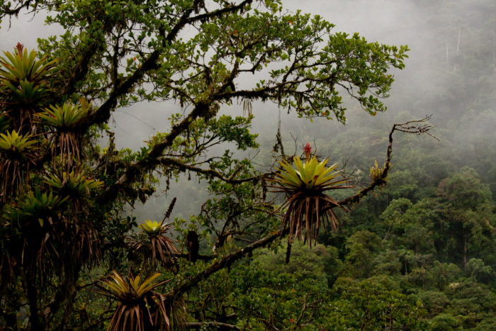 Cloud Forest in Peru - Vegetarian Peru Adventures